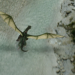 Elliot, der Drache