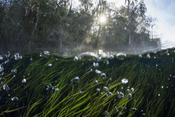 Bild 1 von 14: Unterirdische Quellen, aus denen Süßwasser empordringt, sorgen für besonders klare und saubere Gewässer. Ein solches ist der Ichetucknee River in Florida.