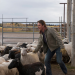 Heartland - Paradies für Pferde