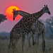 Naturwunder Okawango