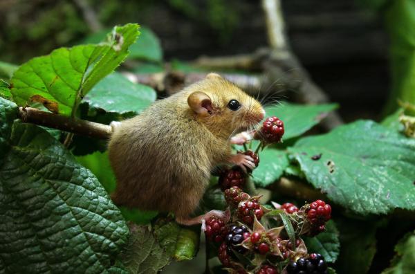 Bild 1 von 6: Eine Haselmaus auf Futtersuche.