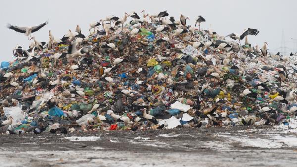 Bild 1 von 15: Für den Ornithologen Bernd Petri ist es keine Überraschung, dass Störche auch im Winter in Deutschland bleiben: \