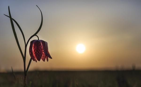 Bild 1 von 1: Im Bild: Ein Schachblume (Fritillaria meleagris) fängt die Abendsonne auf einer Frühlingswiese in Siebenbürgen ein.