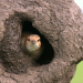 Tierische Superbauten