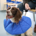 Pets & Docs - Ein Team für Tiere