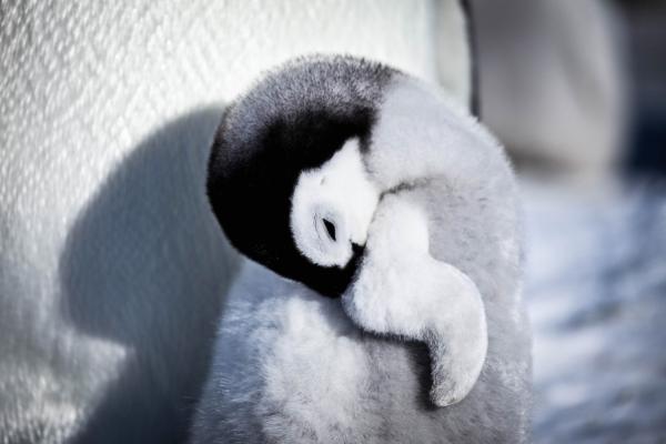 Bild 1 von 15: Pinguinküken versteckt sich hinter seinem Flügel.