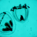 Spira Mirabilis