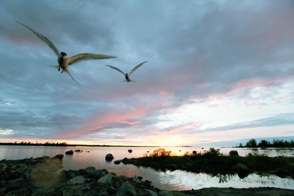 Bild 1 von 5: Helle Sommernacht auf dem Kvarken-Archipel zwischen Schweden und Finnland