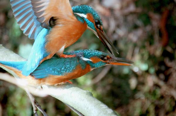 Bild 1 von 3: Er und Sie müssen sich nun finden. Denn beide wollen Nachwuchs. Der Eisvogelmann muss bei der Paarung Balance halten, sonst klappt es nicht.