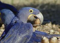 Wildes Lateinamerika