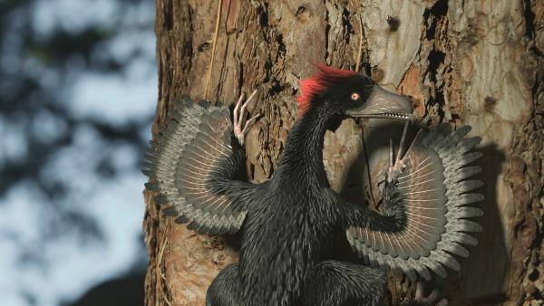Bild 1 von 3: Der Flugsaurier Anchiornis hatte vier Flügel und benutzte Bäume als Startrampe.