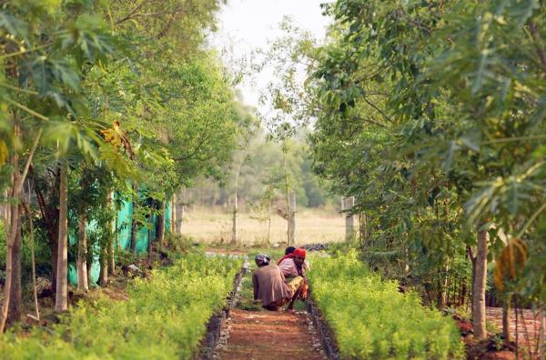 Bild 1 von 2: Sandelholz ist in Indien allgegenwärtig ? es begleitet Rituale von der Geburt bis zum Tod.