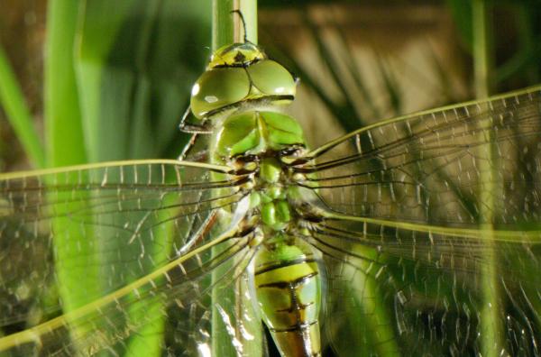 Bild 1 von 4: Um fliegen zu können, pumpt die frisch verwandelte Königslibelle Körperflüssigkeit in ihre Flügel.