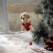 Santa Buddies - Auf der Suche nach Santa Pfote