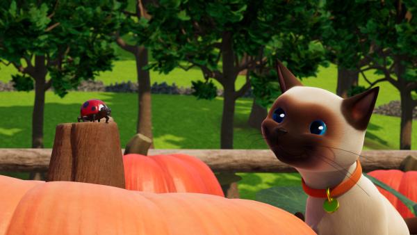 Bild 1 von 3: Samtpfötchen geht ihre eigenen Wege.