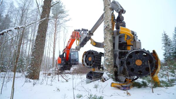 Bild 1 von 4: Mit dem Harvesterkopf des finnischen Unternehmens Kesla lassen sich bis zu 100 Bäume pro Stunde ernten.