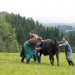 Tiere bis unters Dach