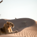 Die Wüstenlöwen der Namib - Auf den Spuren der Könige