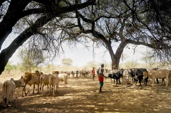 Bild 1 von 1: In den Trockengebieten im Süden Kenias bedrohen Dürren die Ernten, die Viehzucht und die Menschen. Die Kambas, eine Bantu-Ethnie, haben eine clevere Lösung für die Landwirtschaft entwickelt: den Sanddamm.