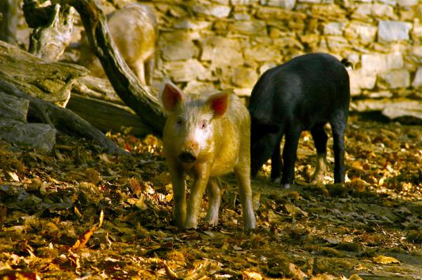 Bild 1 von 7: Korsika ist berühmt für seine frei lebende Schweinerasse. Sie ernähren sich ausschließlich von Esskastanien, was dem späteren Schinken einen einzigartigen Geschmack beschert.
