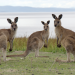 Tasmanien - Insel am Ende der Welt