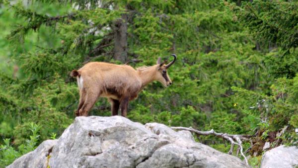 Bild 1 von 4: Gämse.