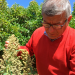 Avocado - Umweltkiller Superfood