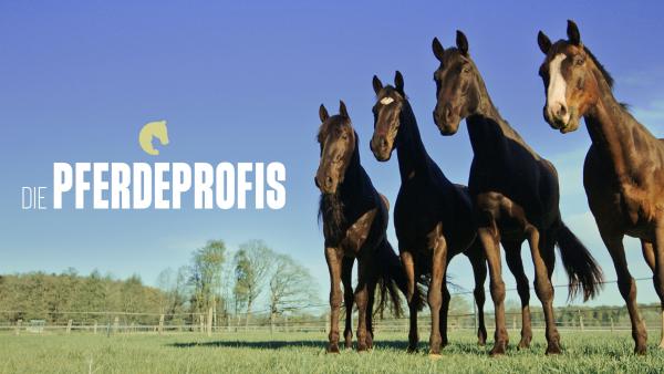 Bild 1 von 2: +++ Die Verwendung des sendungsbezogenen Materials ist nur mit dem Hinweis und Verlinkung auf RTL+ gestattet. +++