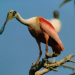 Ein Tag in der Wildnis - Der Amazonas