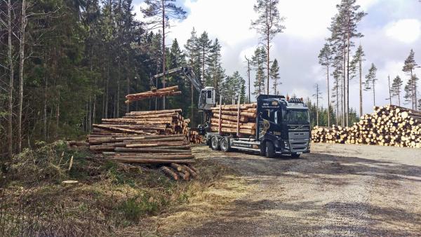Bild 1 von 4: Wie wird aus dem Baum ein Eigenheim? Die Reportage verfolgt den Weg des Rohstoffs vom Wald bis in die Fertigung.