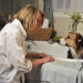 Darling Companion - Ein Hund fürs Leben