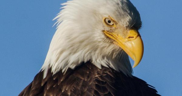 Bild 1 von 6: Im Bild: Weißkopfseeadler.