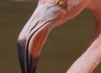 Wildes Lateinamerika