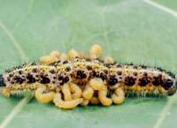 Parasiten packen aus