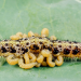 Parasiten packen aus