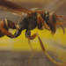 NANO: Smarte Insekten - Wie winzige Gehirne Geniales leisten
