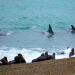 Wildes Patagonien
