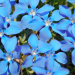 Geheimnisvolle Wildblumen