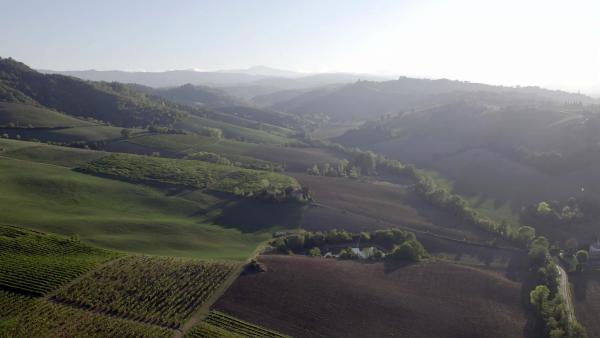 Bild 1 von 12: Im Bild: Lambrusco Anbaugebiet.