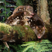 Ein Tag in der Wildnis - Tasmanien