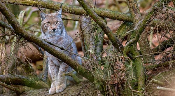Bild 1 von 4: Seit dem Jahr 2000 gibt es wieder Luchse im Harz - einem Auswilderungsprojekt sei Dank.