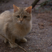 Paula und die wilden Tiere