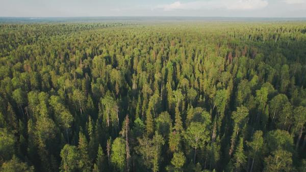 Bild 1 von 3: Dichte Nadelwälder und endlose Weite - die Taiga Sibiriens zählt zu den größten zusammenhängenden Waldgebieten der Erde.