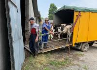 Unsere verrückte italienische Farm