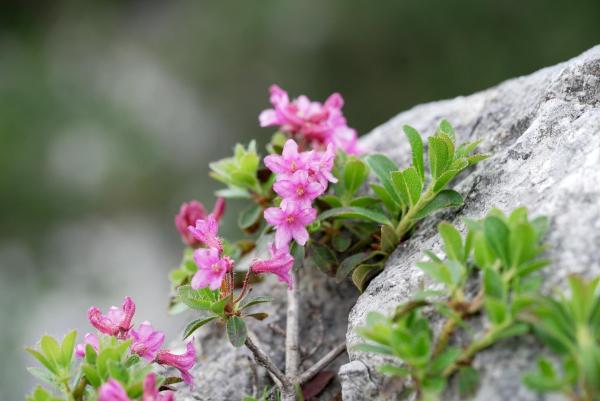 Bild 1 von 13: Im Bild: Almrausch.