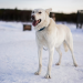 Abenteuer Lappland - Die Husky-Tour des Lebens