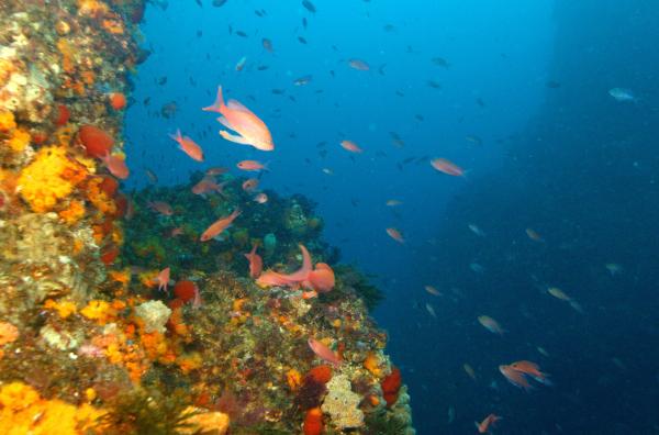 Bild 1 von 6: An der Küste Marokkos bietet die Mischzone aus Atlantik- und Mittelmeerwasser eine besonders artenreiche Unterwasserwelt.