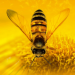 More than Honey - Bitterer Honig