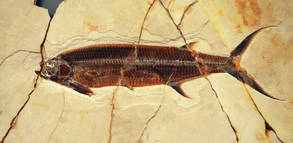 Bild 1 von 2: (Erstausstrahlung ARTE: 04.06.2012)