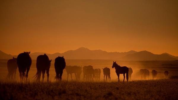 Bild 1 von 5: Pferdegruppe im Sonnenuntergang